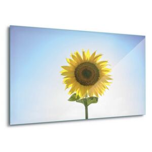 Üvegkép GLIX - Sunflower 4 x 30x80 cm