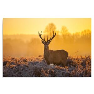 Kép CARO - Deer At Sunset 2 50x40 cm