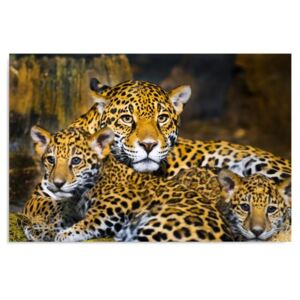 Kép CARO - Leopards Family 40x30 cm