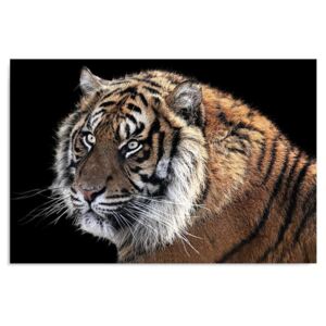 Kép CARO - Tiger 3 100x70 cm