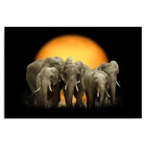 Kép CARO - Elephants 1 100x70 cm