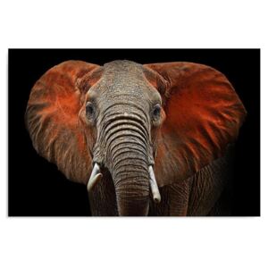 Kép CARO - Elephant 1 100x70 cm