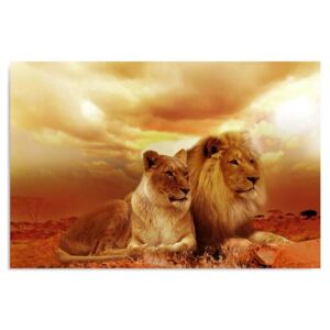 Kép CARO - A Pair Of Lions 50x40 cm