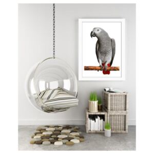 African Gray Parrot - keretezett kép 30x40 cm Fehér