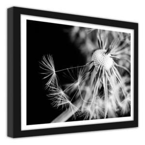 Dandelion 2 - keretezett kép 40x30 cm fekete