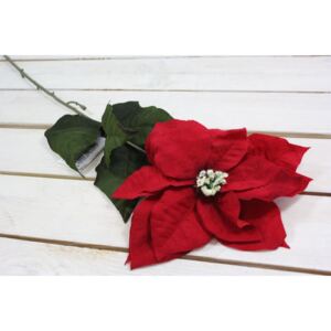 Karácsonyi virág - piros (m. 70 cm) méret