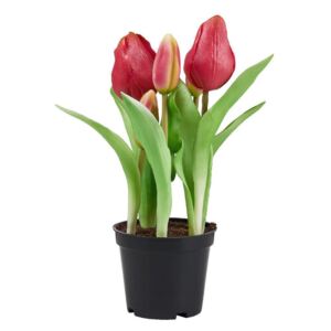 FLORISTA tulipán cserépben, piros 24 cm