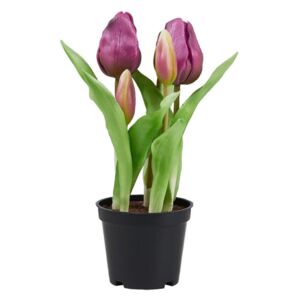 FLORISTA tulipán cserépben, lila 24 cm