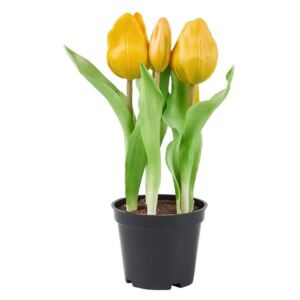 FLORISTA tulipán cserépben, sárga
