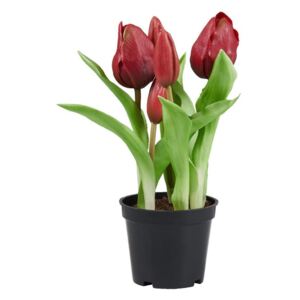 FLORISTA tulipán cserépben, sötétpiros