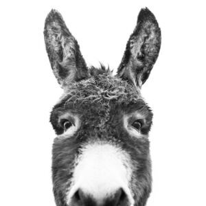 Exkluzív Művész Fotók Hello donkey, Sisi & Seb