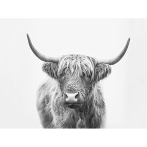 Exkluzív Művész Fotók Highland bull, Sisi & Seb