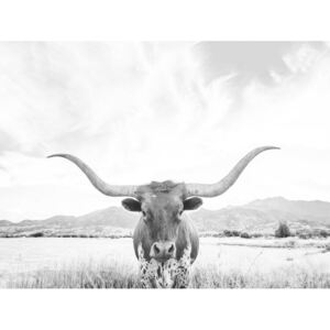 Exkluzív Művész Fotók Longhorn texas, Sisi & Seb