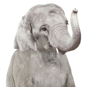 Exkluzív Művész Fotók Elephant 2, Sisi & Seb