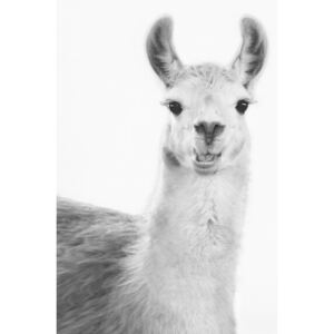 Exkluzív Művész Fotók Happy llama, Sisi & Seb