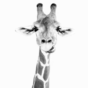 Exkluzív Művész Fotók Happy giraffe, Sisi & Seb