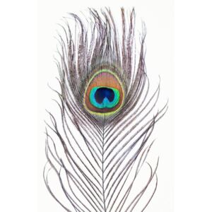 Exkluzív Művész Fotók Peacock feather, Sisi & Seb