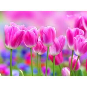 Fotótapéta: Lila tulipánok - 184x254 cm