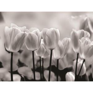 Buvu Fotótapéta: Fehér és fekete tulipánok - 184x254 cm
