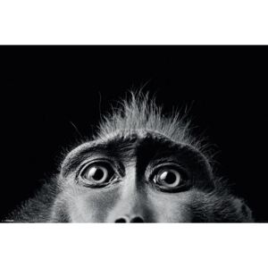 Plakát - Tim Flach (Monkey Eyes)