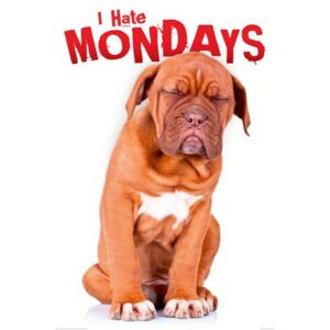 Plakát - I Hate Mondays