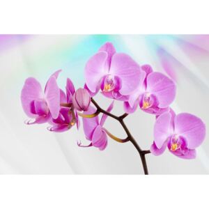 Fotótapéta: Lila orchideák - 184x254 cm