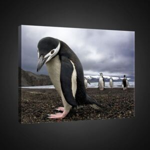 Vászonkép: Pingvinek (2) - 75x100 cm