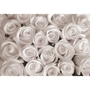 Vlies fotótapéta: Fehér rózsa - 104x152,5 cm