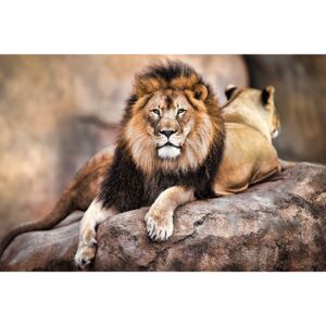 Plakát - Királyi oroszlán