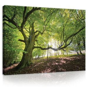 Vászonkép: Napfény az erdőben (5) - 75x100 cm
