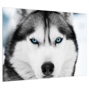 Husky kutya képe (Modern kép, Vászonkép, 70x50 cm)