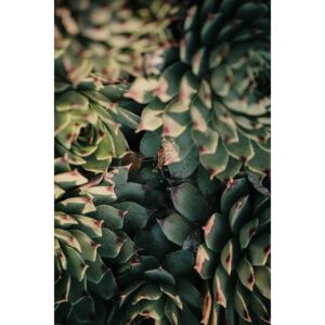 Exkluzív Művész Fotók Garden cactus leaves, Javier Pardina