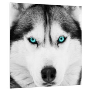 Husky kutya képe (Modern kép, Vászonkép, 30x30 cm)