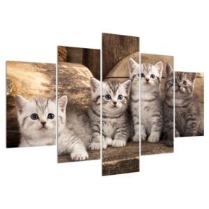 Kis cicák képe (Modern kép, Vászonkép, {dim}})