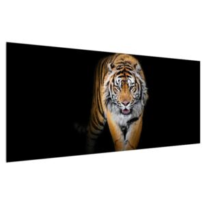 Tigris képe (Modern kép, Vászonkép, {dim}})