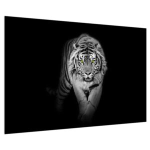 Tigris fekete-fehér kép (90x60 cm)