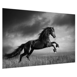 Fekete fehér lovas kép (90x60 cm)