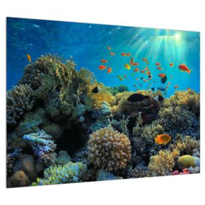 Víz alatti tengeri világ képe (Modern kép, Vászonkép, 70x50 cm)