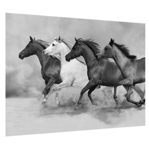 Fekete fehér kép lovakkal (Modern kép, Vászonkép, 70x50 cm)