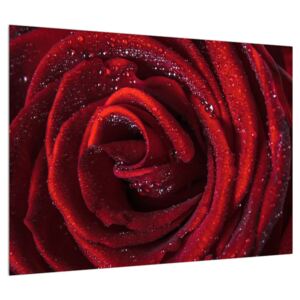 Piros rózsa képe (Modern kép, Vászonkép, 70x50 cm)