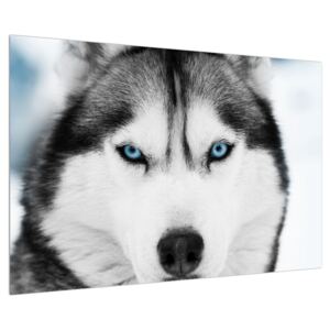 Husky kutya képe (90x60 cm)