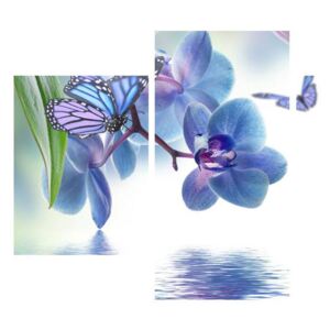 Lepke az orchideán (90x60 cm)