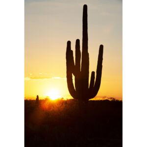 Cacti Cactus Collection - Cactus Sunrise, (85 x 128 cm)