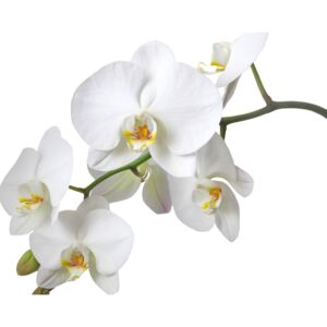 Poszter tapéta Fehér orchidea papír 254 x 184 cm papír 254 x 184 cm