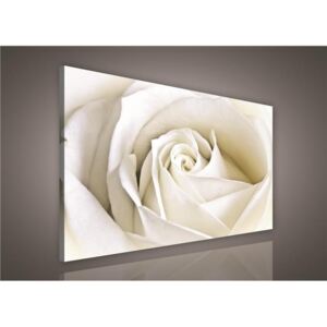 Vászonkép Fehér rózsa 100 x 75 cm
