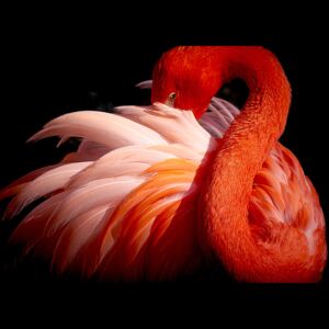 Flamingo, (128 x 85 cm)