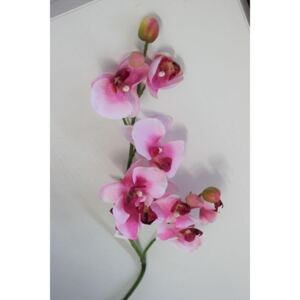 Orchidea bledoružová