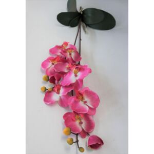 Bledoružová orchidea