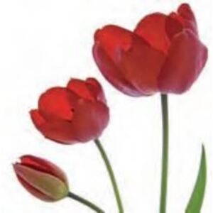 Dekupázs szalvéta - Tulipános