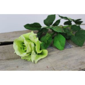 Zöld virágzó rózsa 70cm